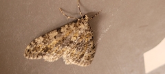 Larentiinae