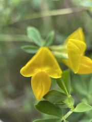 Lotus corniculatus