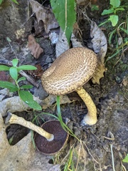 Lacrymaria echiniceps