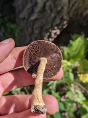 Lacrymaria echiniceps