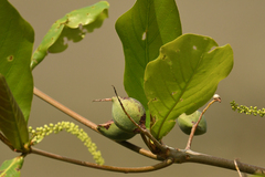 Terminalia catappa