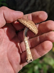 Lacrymaria echiniceps