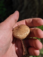 Lacrymaria echiniceps