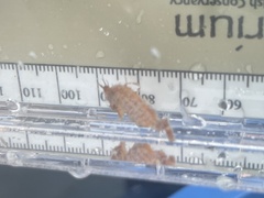 Hippocampus zosterae