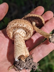 Lacrymaria echiniceps