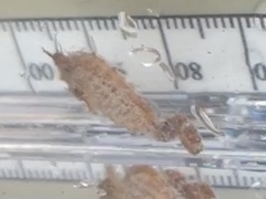 Hippocampus zosterae