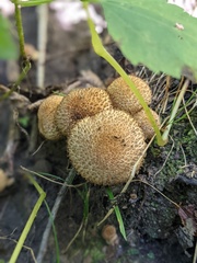 Lacrymaria echiniceps