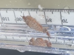 Hippocampus zosterae