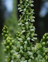 Veratrum californicum