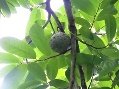 Annona montana