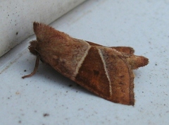 Lemmeria digitalis