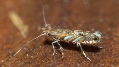 Macrosaccus robiniella