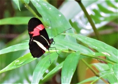 Heliconius erato phyllis