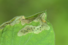 Aulagromyza hendeliana