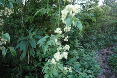 Clematis acapulcensis