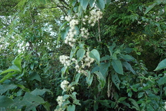Clematis acapulcensis