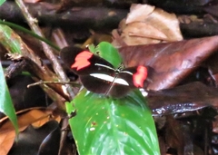 Heliconius erato phyllis