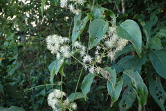 Clematis acapulcensis