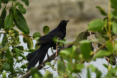 Quiscalus mexicanus