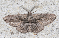 Scioglyptis canescaria