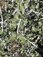 Ceanothus cuneatus