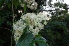 Clematis acapulcensis