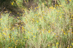 Helenium amarum
