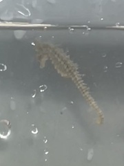 Hippocampus zosterae