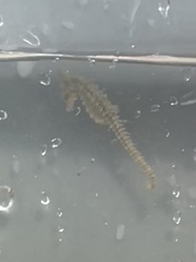 Hippocampus zosterae