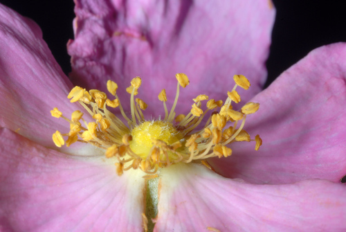 Carolina rose (Rosa carolina)