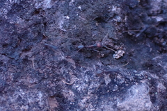 Eciton burchellii