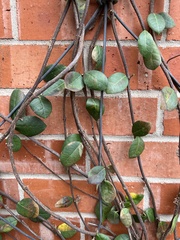 Trachelospermum asiaticum