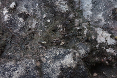 Eciton burchellii