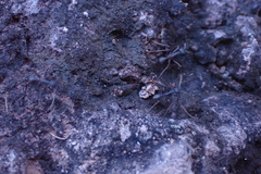 Eciton burchellii