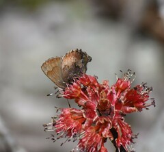Callophrys augustinus