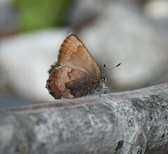 Callophrys augustinus