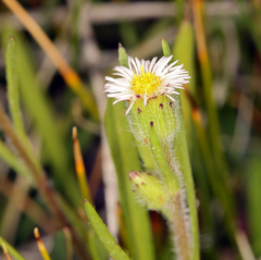 Erigeron lonchophyllus