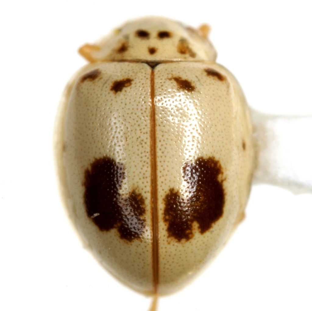 Blotched Fairy Lady Beetle