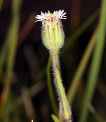 Erigeron lonchophyllus