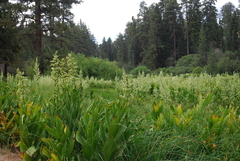 Veratrum californicum