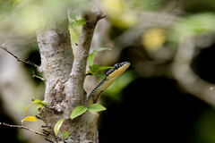 Chrysopelea paradisi