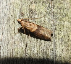 Ptyomaxia trigonogramma