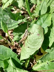 Dichroplus elongatus