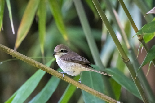 Alcaudón pardo (Lanius cristatus)
