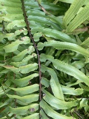 Nephrolepis biserrata