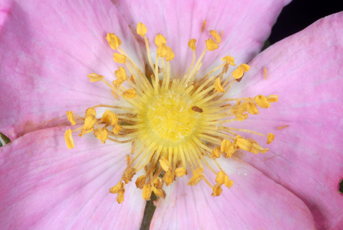 Rosa carolina