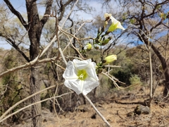 Ipomoea intrapilosa