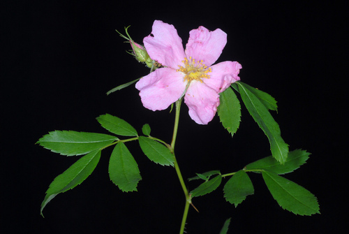 Rosa carolina