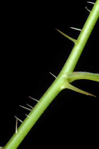 Rosa carolina