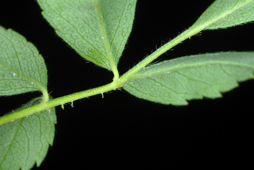 Rosa carolina